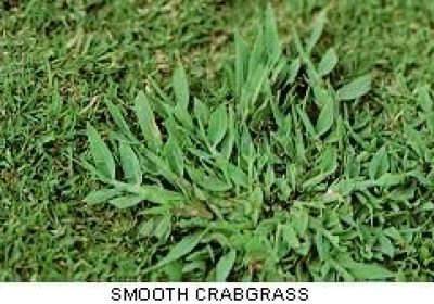 Crabgrass – Don’t Kick the Can Down the Road !