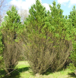 Leland cypress tree with needle blight disease