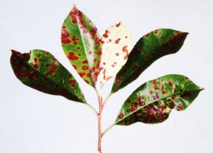 Red tip shrub with leaf spot disease