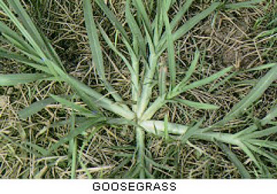 Crabgrass – Don’t Kick the Can Down the Road !