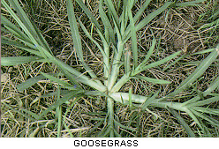 GOOSEGRASS WEED IN GASTONIA, NC