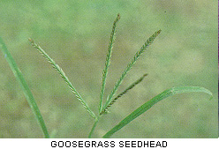 GOOSEGRASS WEED IN GASTONIA, NC