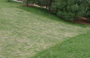 Comparison between a scalped lawn and one that is professionally mowed at the correct height