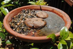 Terra cotta puddler providing water and minerals for a butterfly landscape