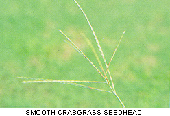 CRABGRASS WEED IN GASTONIA, NC